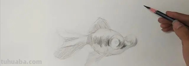 速写的金鱼速写金鱼的画法