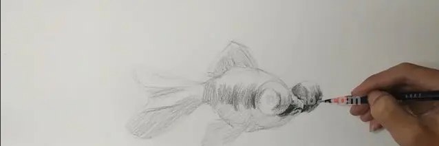 速写的金鱼速写金鱼的画法