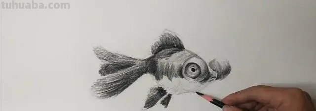 速写的金鱼速写金鱼的画法