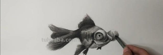 速写的金鱼速写金鱼的画法