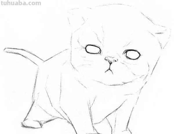 猫咪的速写猫咪的速写画
