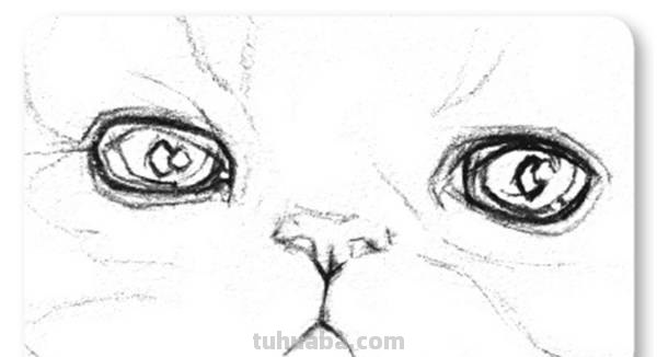 猫咪的速写猫咪的速写画