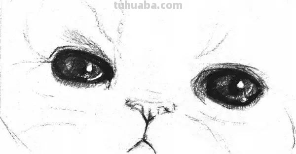 猫咪的速写猫咪的速写画
