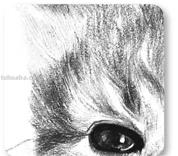 猫咪的速写猫咪的速写画