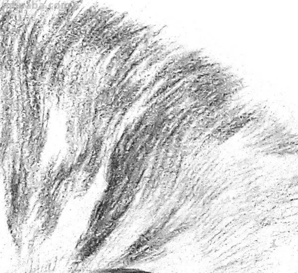 猫咪的速写猫咪的速写画