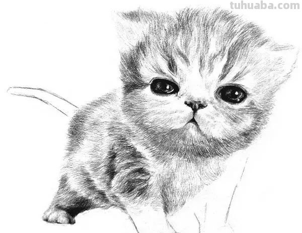 猫咪的速写猫咪的速写画