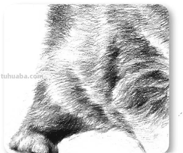 猫咪的速写猫咪的速写画