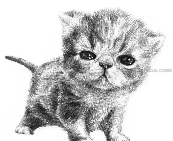 猫咪的速写猫咪的速写画