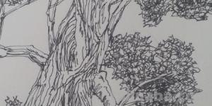 设计速写树设计速写树的画法 设计速写树设计速写树的画法