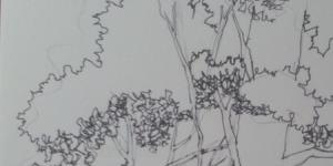 速写写生树速写写生树木