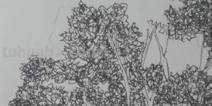 树速写写生树速写写生图片