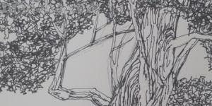 树速写写生树速写写生图片