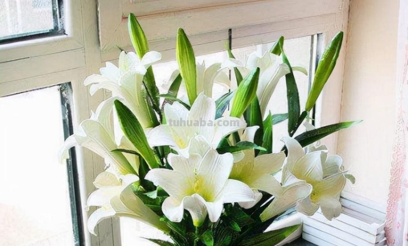 各种花的花语与代表的寓意，你知道么？