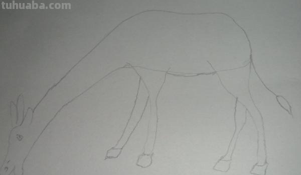 速写长颈鹿速写长颈鹿教案