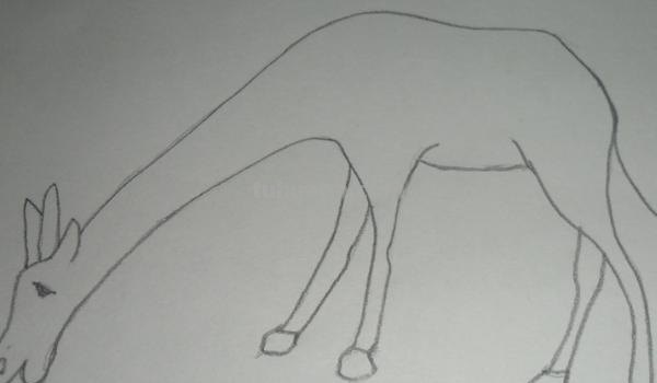 速写长颈鹿速写长颈鹿教案