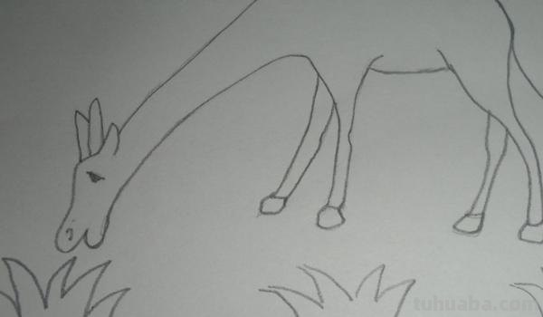 速写长颈鹿速写长颈鹿教案