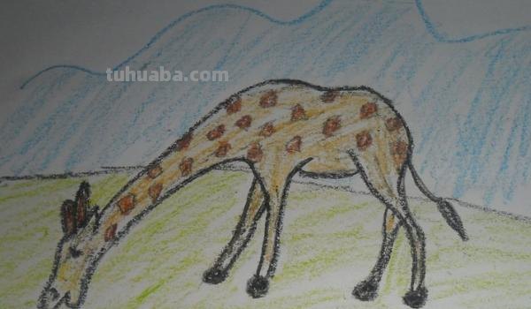 速写长颈鹿速写长颈鹿教案