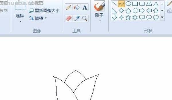 郁金香速写郁金香速写图片