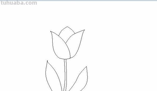 郁金香速写郁金香速写图片