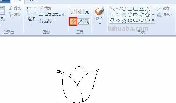 郁金香速写郁金香速写图片