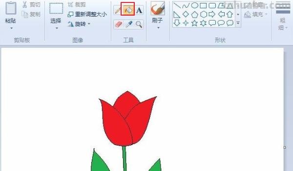郁金香速写郁金香速写图片