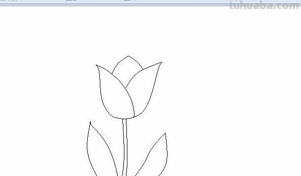 郁金香速写郁金香速写图片