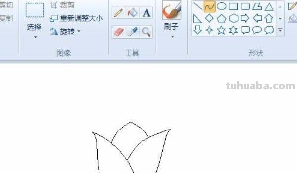 速写郁金香郁金香的速写