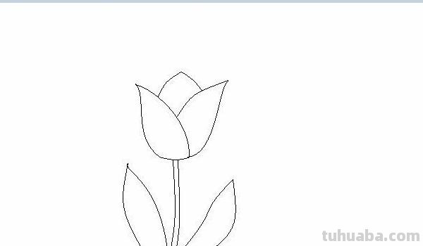 速写郁金香郁金香的速写