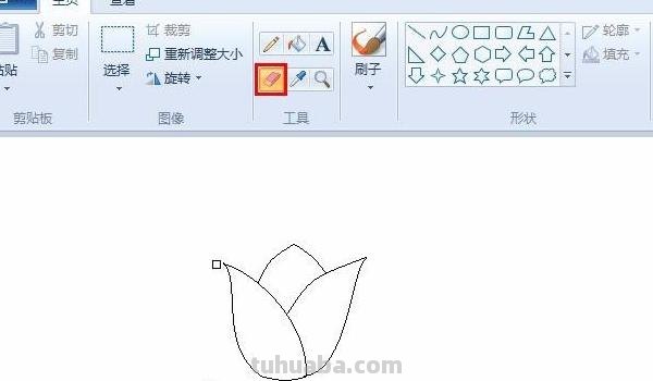 速写郁金香郁金香的速写