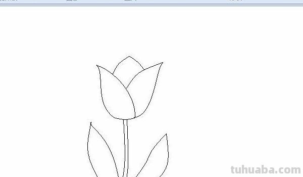 速写郁金香郁金香的速写