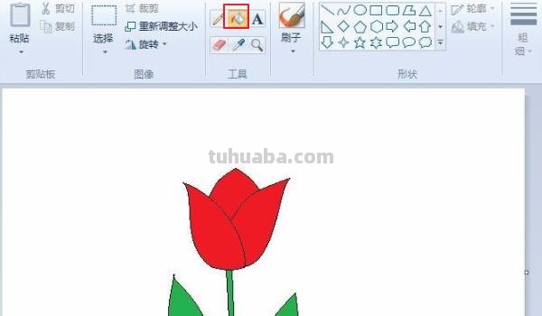速写郁金香郁金香的速写
