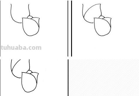 速写郁金香郁金香的速写