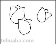 速写郁金香郁金香的速写