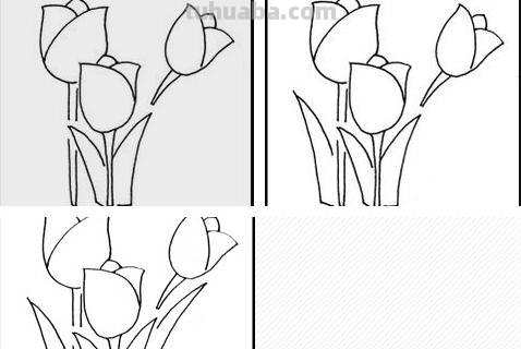 速写郁金香郁金香的速写