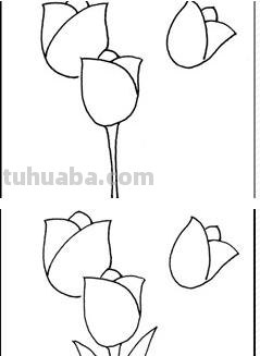 速写郁金香郁金香的速写