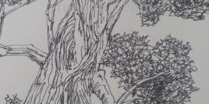 植物速写写生植物速写写生的技巧与方法