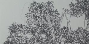 植物速写写生植物速写写生的技巧与方法