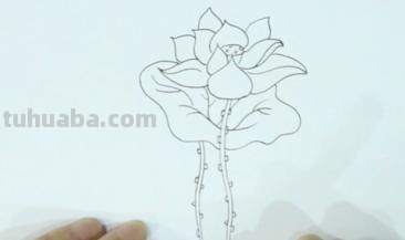 速写荷花池速写荷花池塘 速写荷花池速写荷花池塘