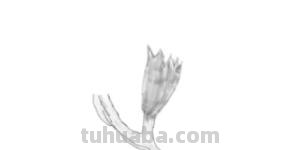 速写植物花速写植物花卉