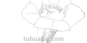 速写植物花速写植物花卉