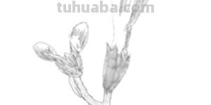 速写植物花速写植物花卉