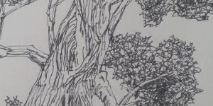 迎客松速写迎客松速写图片 迎客松速写迎客松速写图片