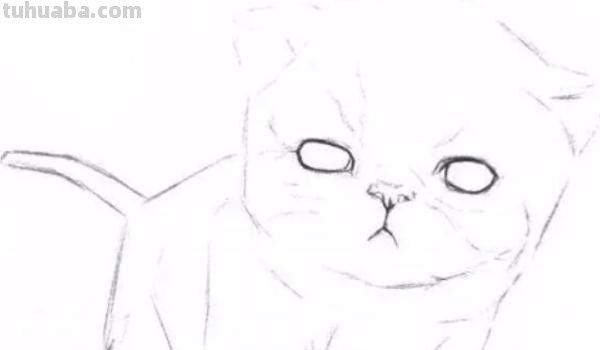 猫钢笔速写钢笔速写猫咪 猫钢笔速写钢笔速写猫咪