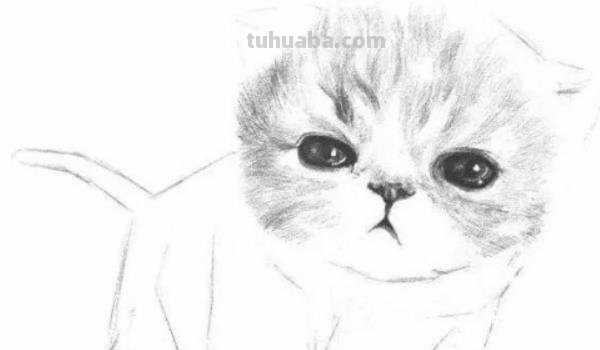 猫钢笔速写钢笔速写猫咪 猫钢笔速写钢笔速写猫咪