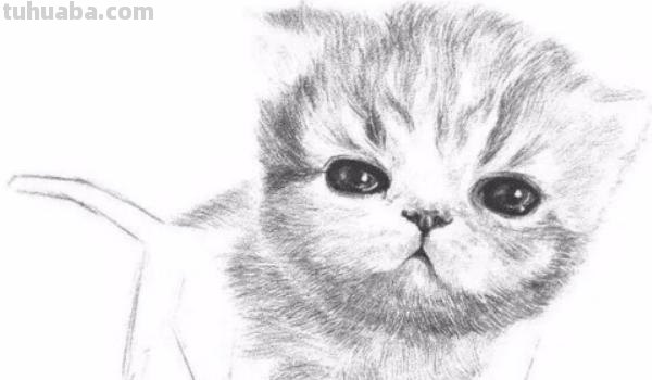 猫钢笔速写钢笔速写猫咪 猫钢笔速写钢笔速写猫咪