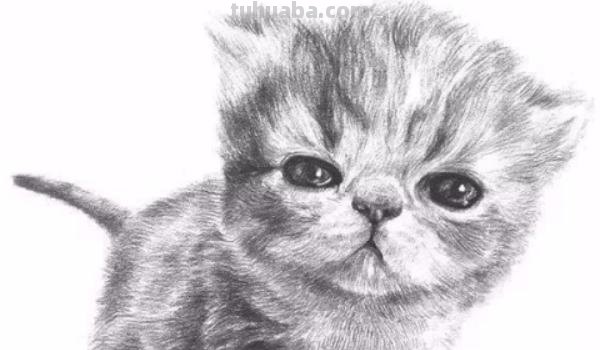 猫钢笔速写钢笔速写猫咪 猫钢笔速写钢笔速写猫咪