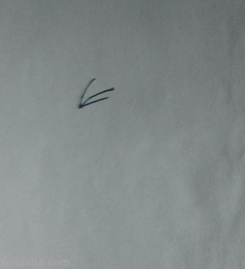 动物速写鸡动物速写鸡的动态图片