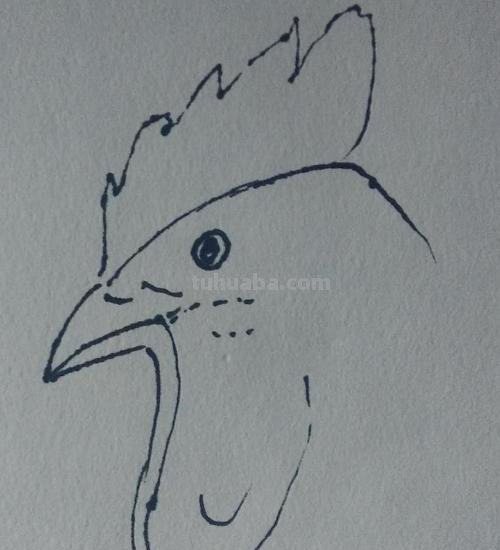 动物速写鸡动物速写鸡的动态图片 动物速写鸡动物速写鸡的动态图片