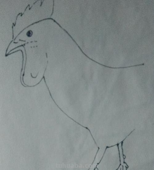 动物速写鸡动物速写鸡的动态图片 动物速写鸡动物速写鸡的动态图片