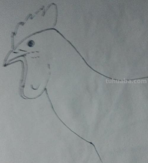 动物速写鸡动物速写鸡的动态图片 动物速写鸡动物速写鸡的动态图片